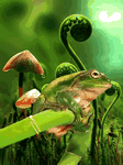 pic for frog 480x640